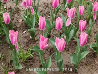户外跳蛋阅读 海报
