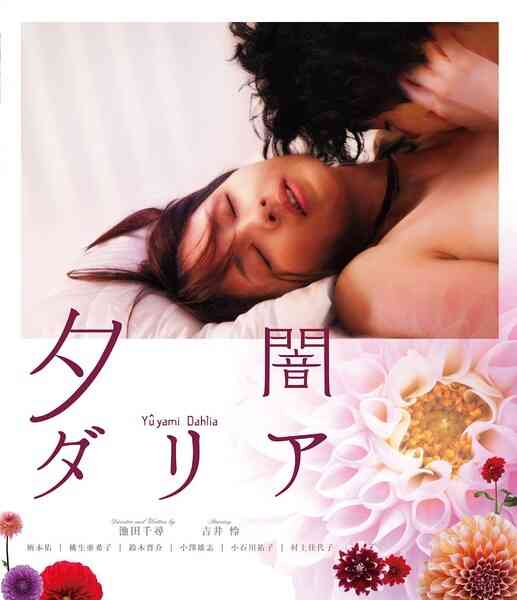 黄昏大丽花 黄昏大丽花